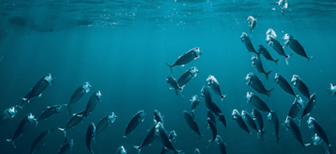 A school of fish swimming underwater against a blue ocean backdrop.