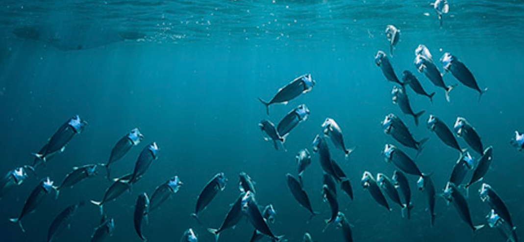 School of fish swimming underwater