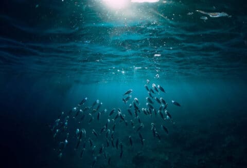 School of fish swimming underwater with sunlight filtering through the water above.