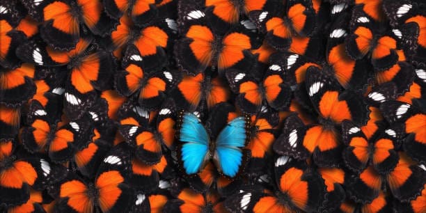 Grupo grande de mariposas de encaje rojo como fondo con una mariposa morfo azul (Morpho peleides) en primer plano