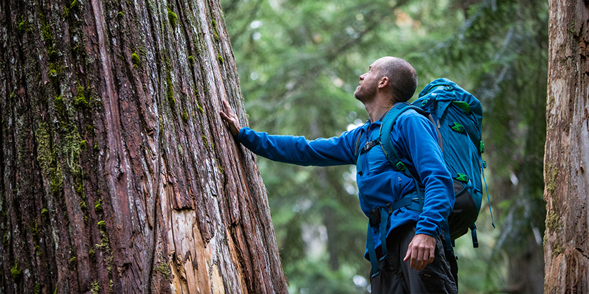 Man touching a large tree as he backpacks through a forest