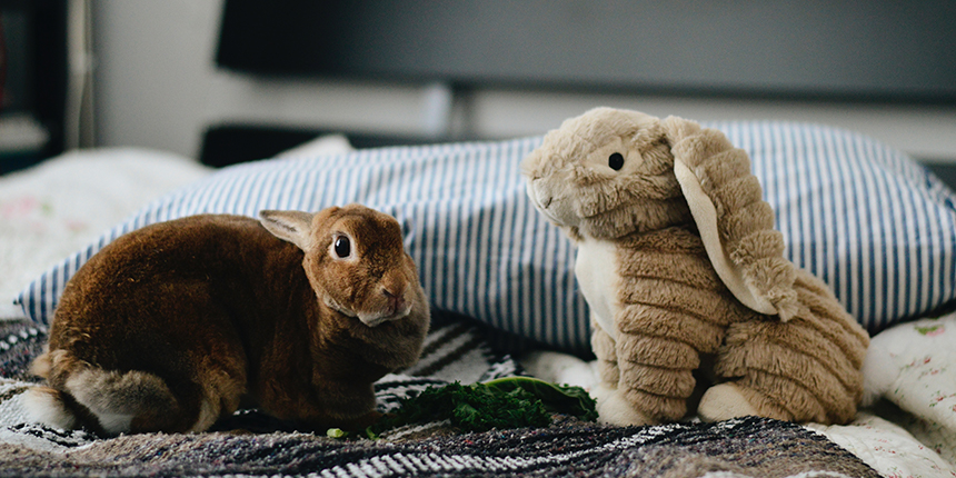 Un lapin face à un lapin en peluche