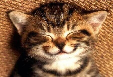 Smiley cat